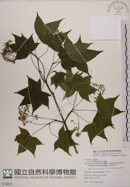 青楓藏品圖，第1張