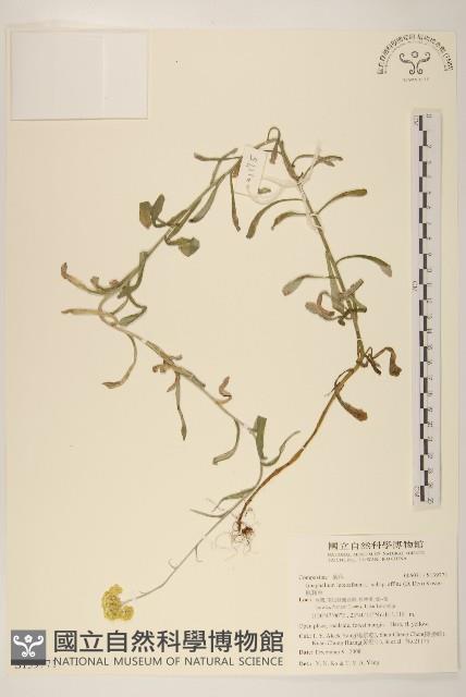 鼠麴草藏品圖，第1張