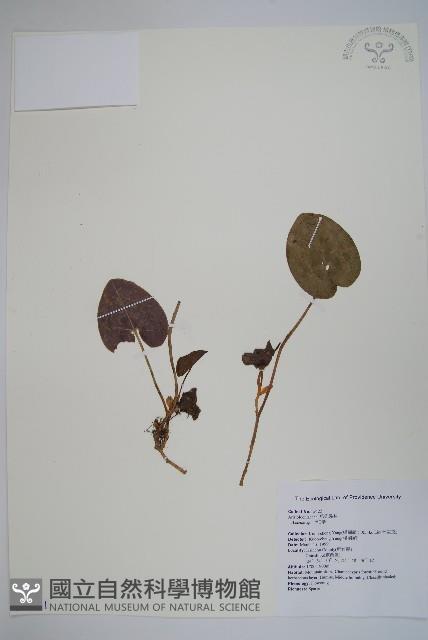 登錄號:S069771藏品圖，第1張