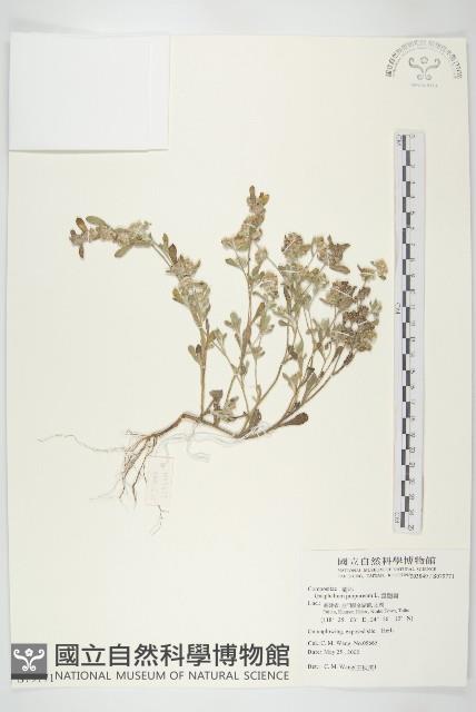 鼠麴舅藏品圖，第1張