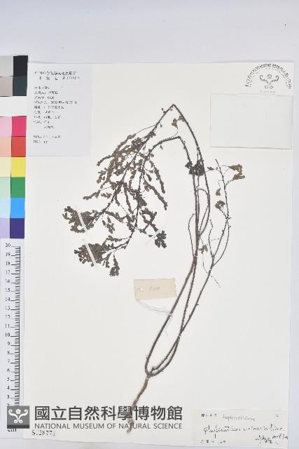葉下珠、珠仔草藏品圖，第1張