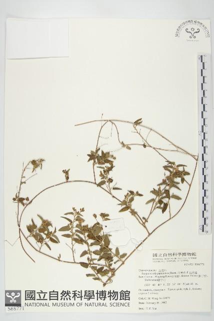 娥房藤藏品圖，第1張