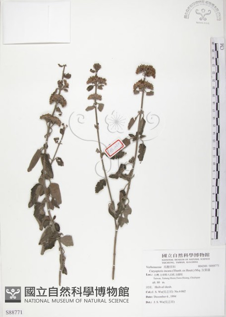 灰葉蕕藏品圖，第1張