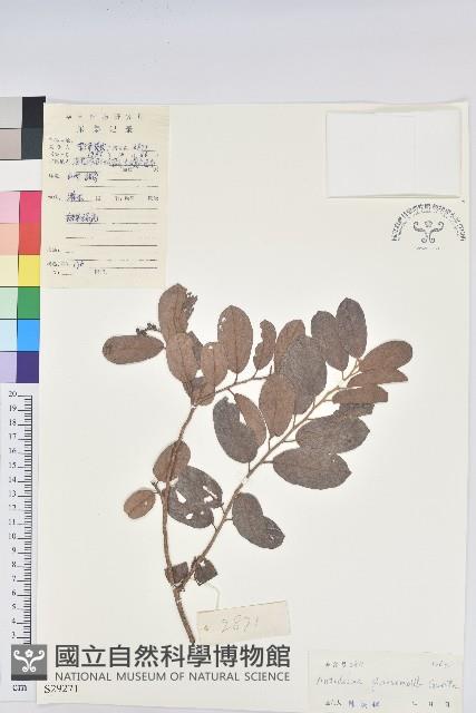 方葉五月茶藏品圖，第1張