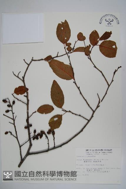 臺灣赤楊、臺灣榿木藏品圖，第1張