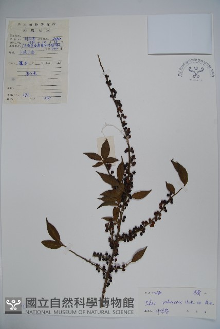 密毛假黃楊藏品圖，第1張