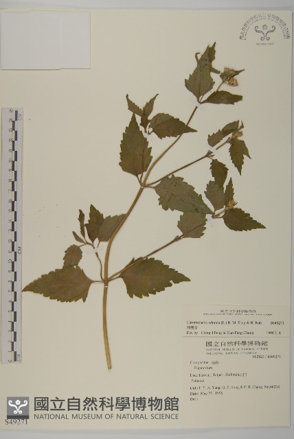 香澤蘭、飛機草藏品圖，第1張