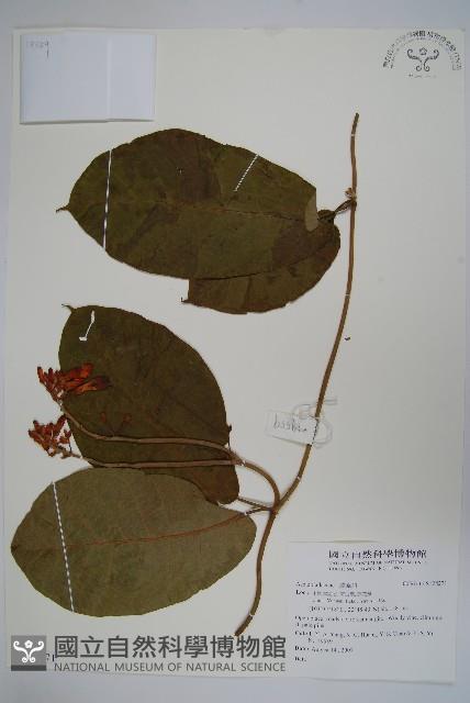 登錄號:S128271藏品圖，第1張