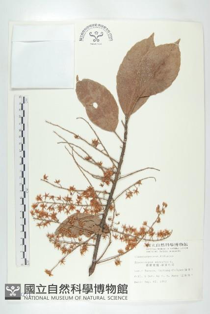 錫蘭橄欖、鋸葉杜英藏品圖，第1張