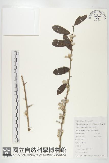 銀果胡頹子藏品圖，第1張