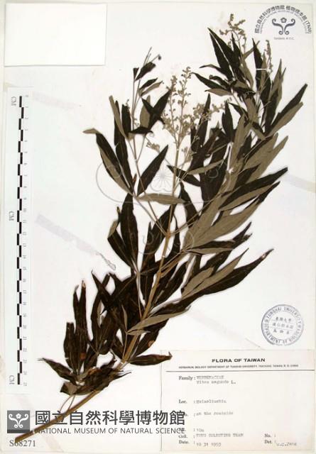 黃荊藏品圖，第1張