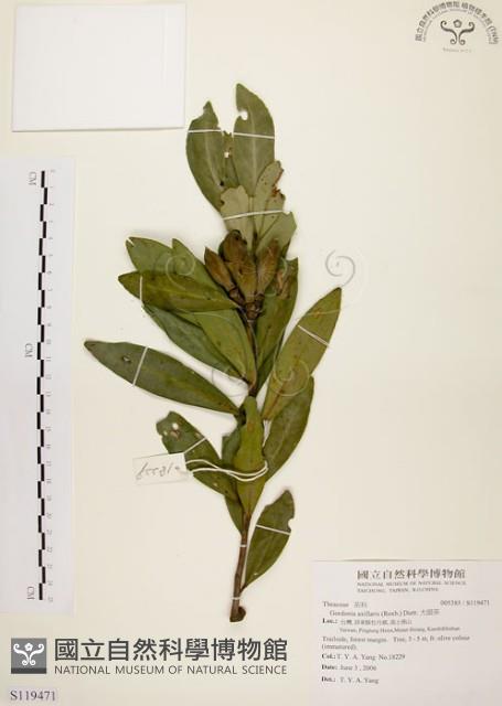 大頭茶藏品圖，第1張