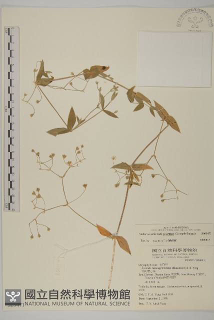 疏花繁縷藏品圖，第1張