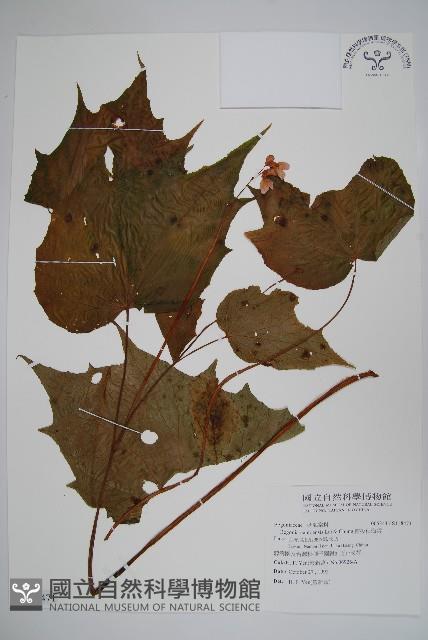 南投秋海棠藏品圖，第1張