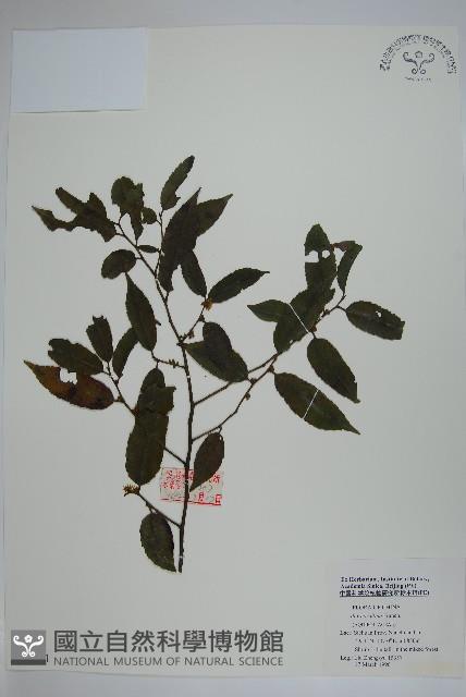 珊瑚冬青藏品圖，第1張