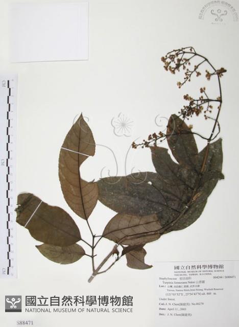 山香圓藏品圖，第1張