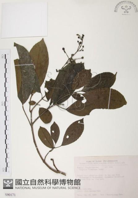 山香圓藏品圖，第1張