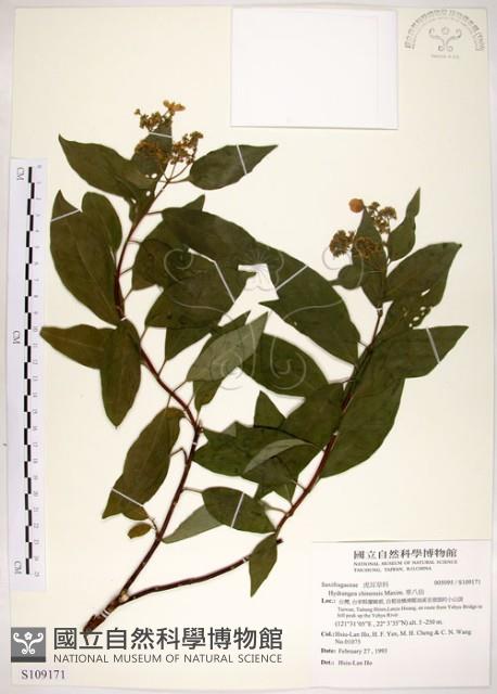 華八仙藏品圖，第1張