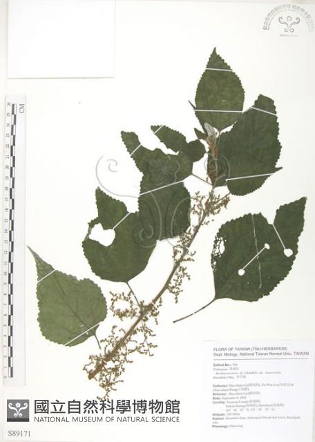 青苧麻藏品圖，第1張