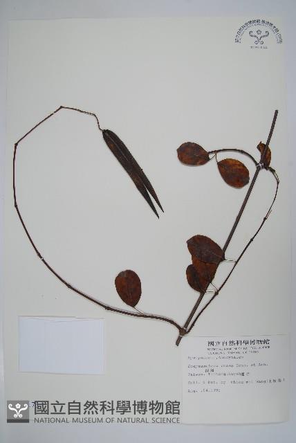 Sour creeper Collection Image, Figure 1, Total 2 Figures