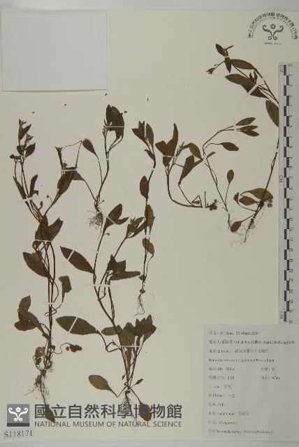 鱧腸藏品圖，第1張