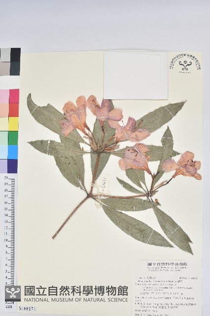 西施花藏品圖，第1張