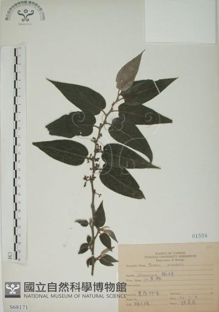 山黃麻藏品圖，第1張