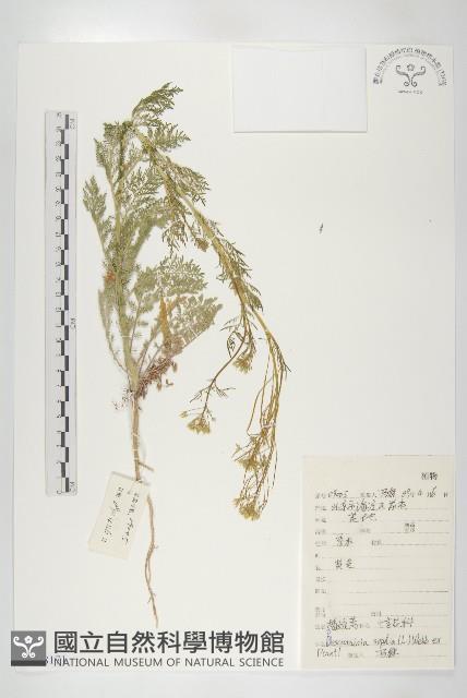 播娘蒿藏品圖，第1張