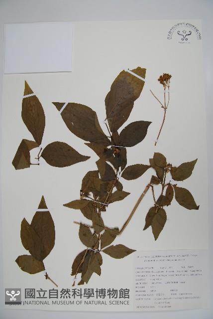 須蕊忍冬藏品圖，第1張