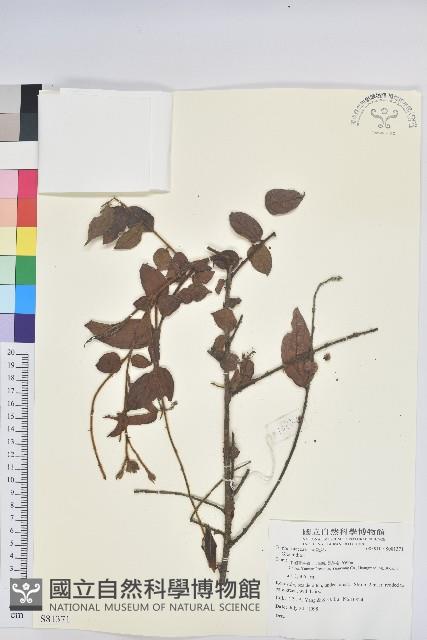 登錄號:S081371藏品圖，第1張