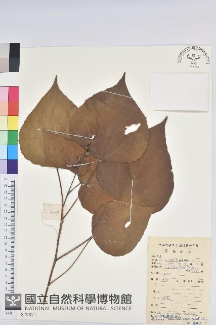 紅背山麻桿藏品圖，第1張