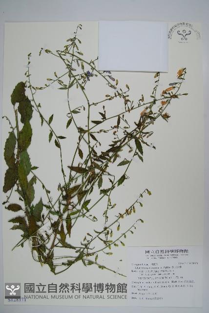 多歧沙參藏品圖，第1張