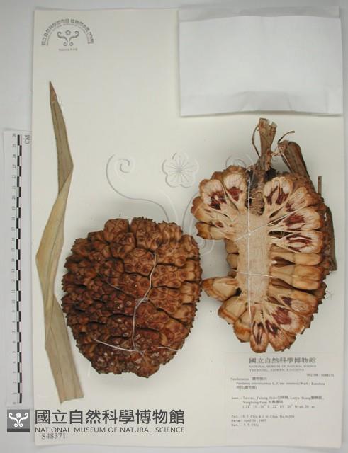 露兜樹、林投藏品圖，第1張