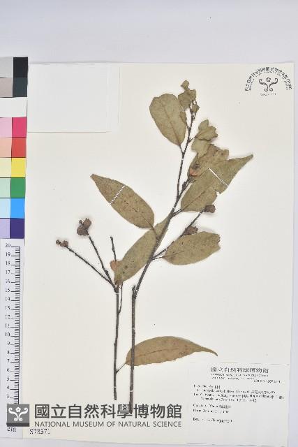 長尾栲、長尾柯、長尾尖葉櫧藏品圖，第1張