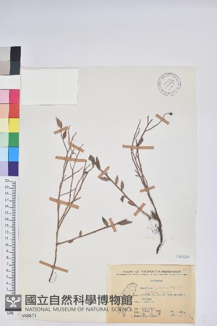 毛蕊花藏品圖，第1張