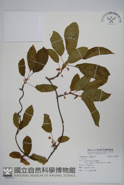 登錄號:S091871藏品圖，第1張