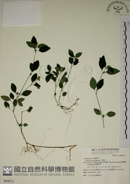 爵床藏品圖，第1張