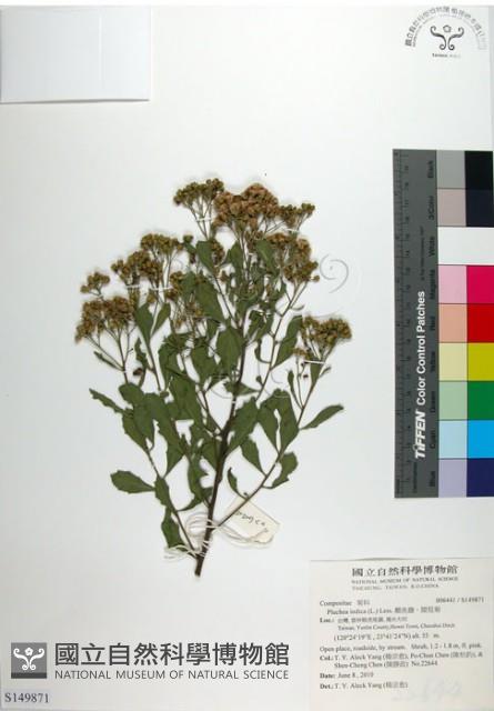 鯽魚膽、闊苞菊藏品圖，第1張