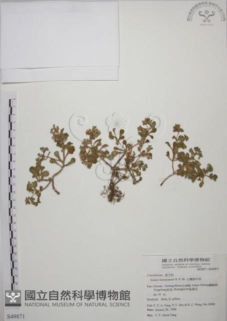 台灣佛甲草、石板菜藏品圖，第1張