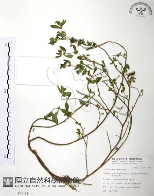 克非亞草藏品圖，第1張