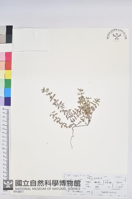 地錦藏品圖，第1張