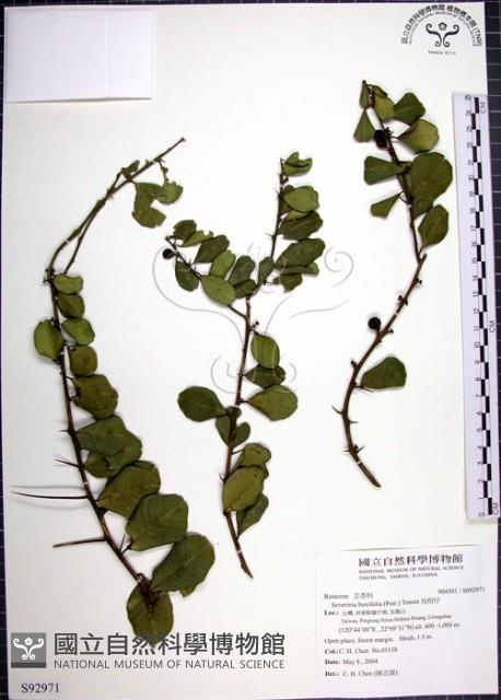 烏柑仔藏品圖，第1張