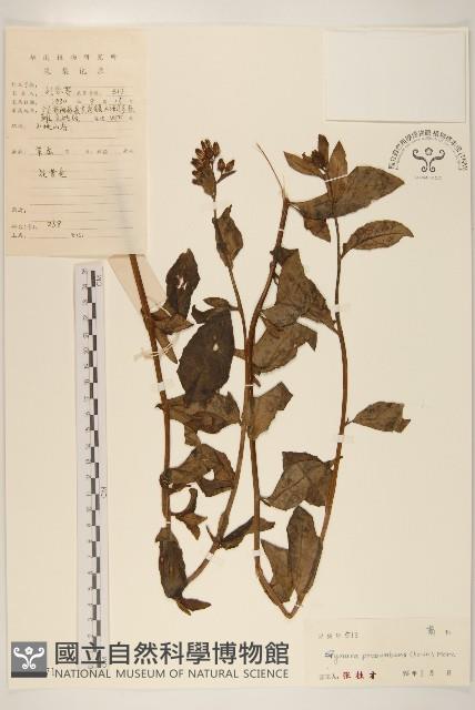 平臥三七草藏品圖，第1張