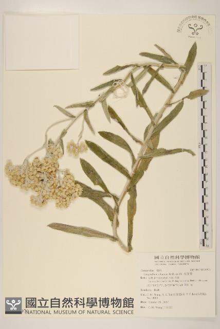 紅面番藏品圖，第1張