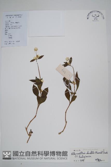 紅龍草藏品圖，第1張