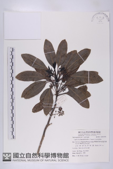 五蕊虎皮楠藏品圖，第1張