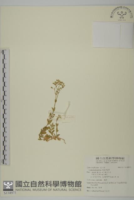 卷耳藏品圖，第1張