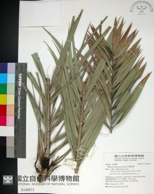 台灣海棗藏品圖，第1張