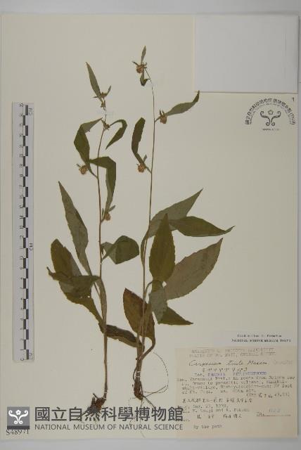 暗花金挖耳藏品圖，第1張