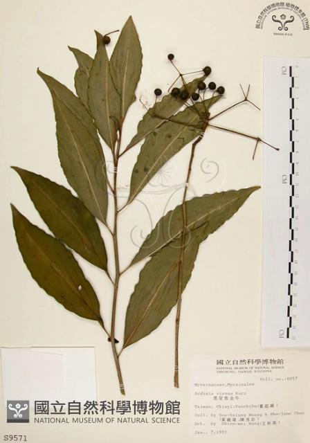 黑星紫金牛藏品圖，第1張